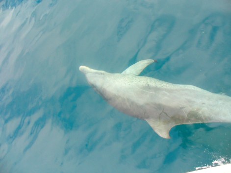 Dolphin following our sailing boat  - we "sailed" together so to speak! 
