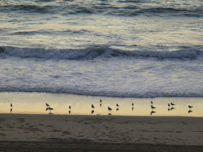 Birds on the beach
