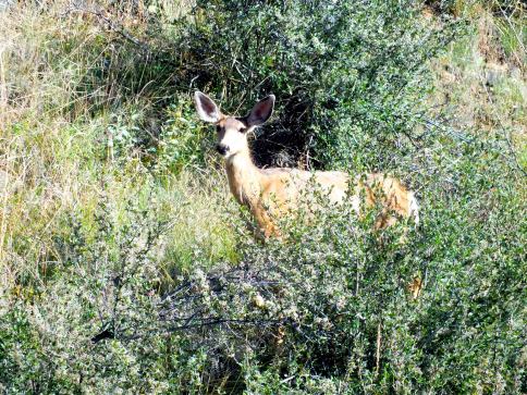 From the tour bus we could observe a variated wildlife. Amongst others this deer and his friend below let us take part of their beauty. 