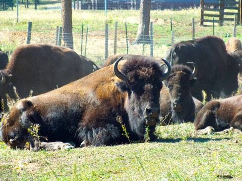 Even though not living free, the buffalos are powerful and wild through their appearance. To actually see these animals was an incredible experience and the whole history of the buffalos ran through my head when observing them. 